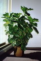 Fiddle Leaf Fig